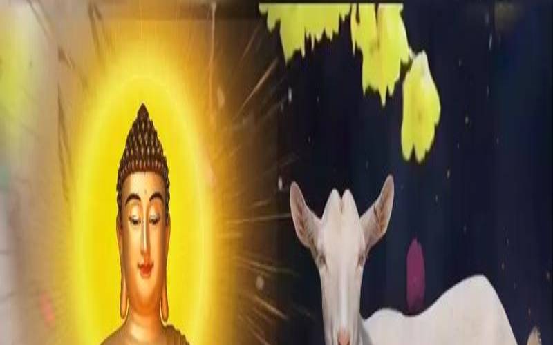 67年属羊人53岁财运（羊最怕的克星是什么）