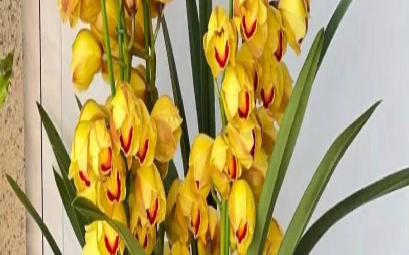 足疗店放什么花最招财（君子兰摆放图）