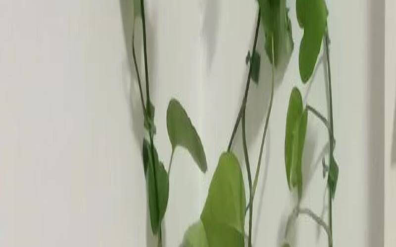 绿萝爬墙有什么说法吗（绿萝在墙上爬风水好吗）