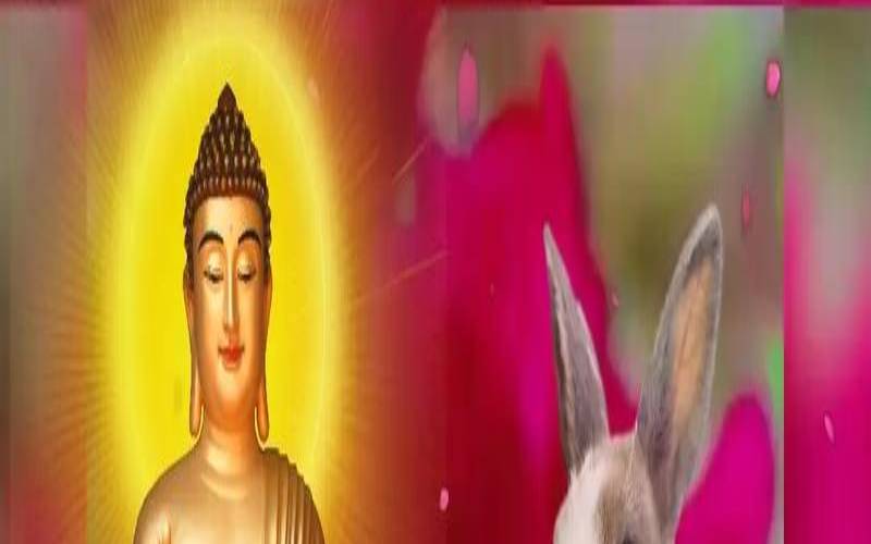 63年的兔什么时候退休图文（63年属兔什么时候退休）