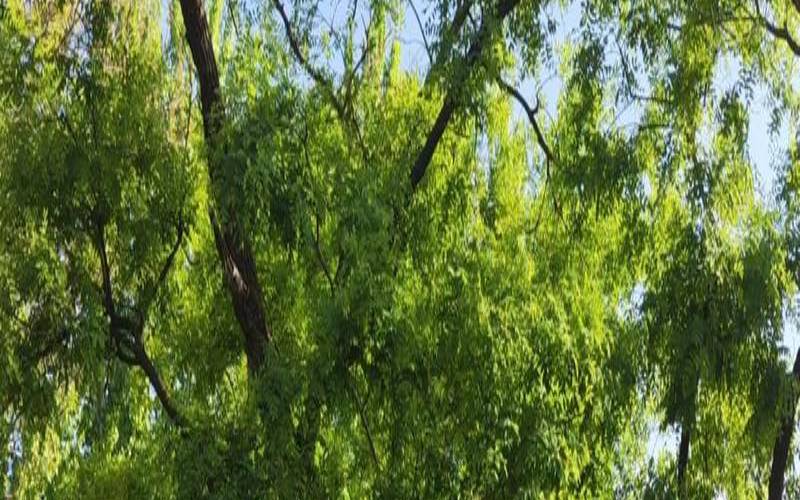 梦见被树枝割伤（梦见被树枝割伤了）