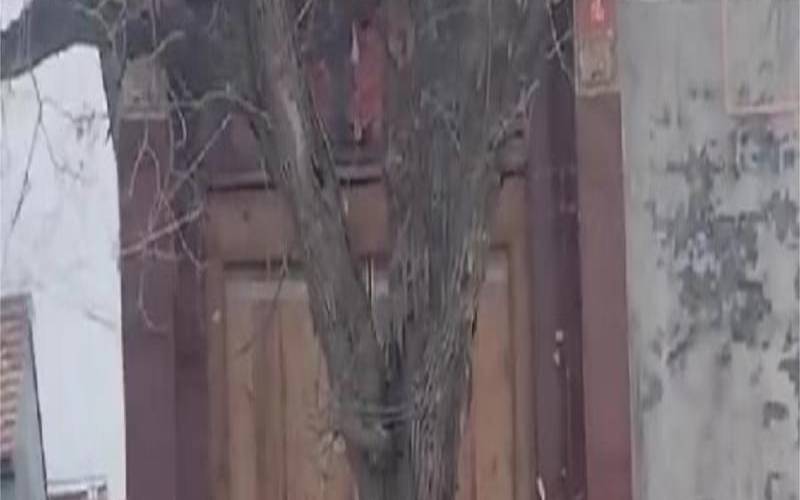 大门两边都有树好不好（大门左边有个大树好不好）