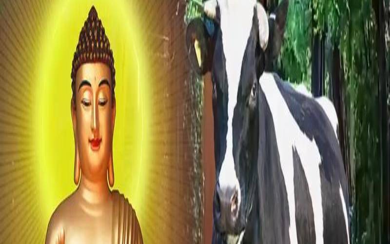 本命年属牛可以买车子吗（属牛买车选什么车牌号）