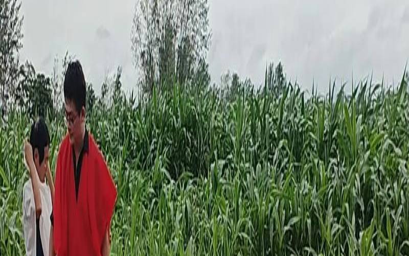 梦别人家出殡带孝（梦见办丧事送葬的场面）