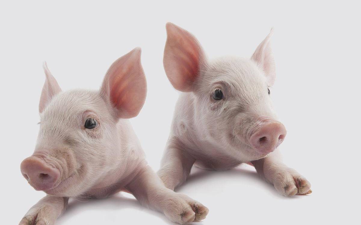 梦到2只猪是什么意思（梦见两只小猪是什么预兆）