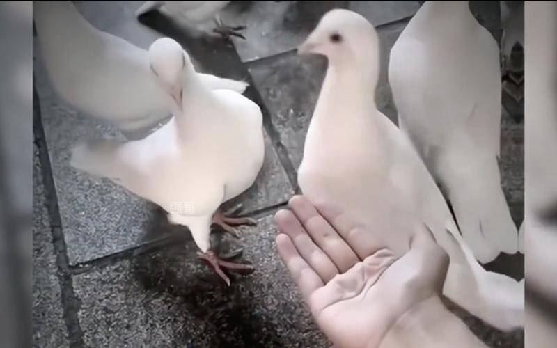 测你最近被放鸽子的概率是多少(最近总被放鸽子)