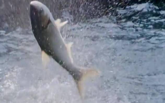 梦到鱼从水里跳出来（梦到鱼从水里跳出来死了）