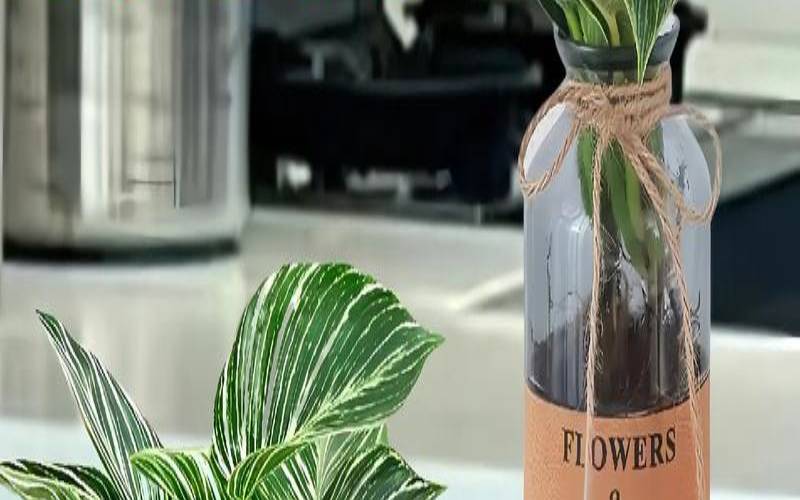 小孩房间放什么绿植好(屋里适合养什么绿色植物)