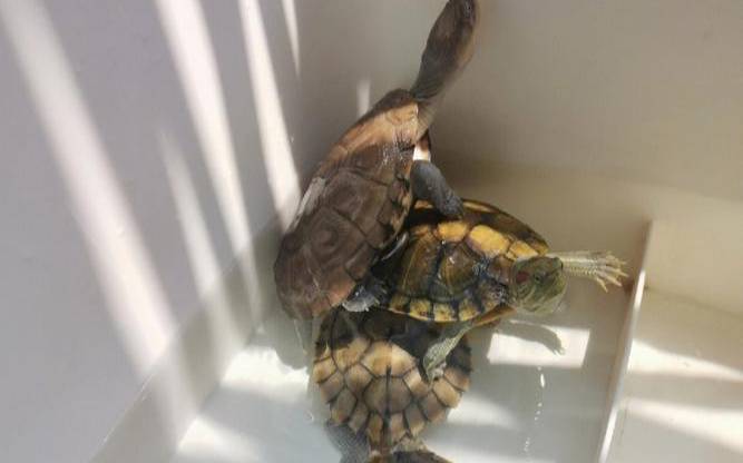 梦见3只乌龟好不好呢（梦见三只乌龟叠在一起）