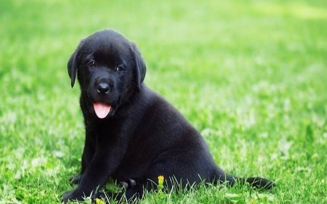 备孕中梦见狗是要怀孕了吗(狗怀孕前期有什么预兆)