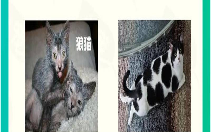 12生肖里为什么没有猫（为什么12生肖中没有猫）