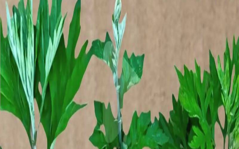 梦见艾草什么意思（女人梦见艾草的七大预兆）