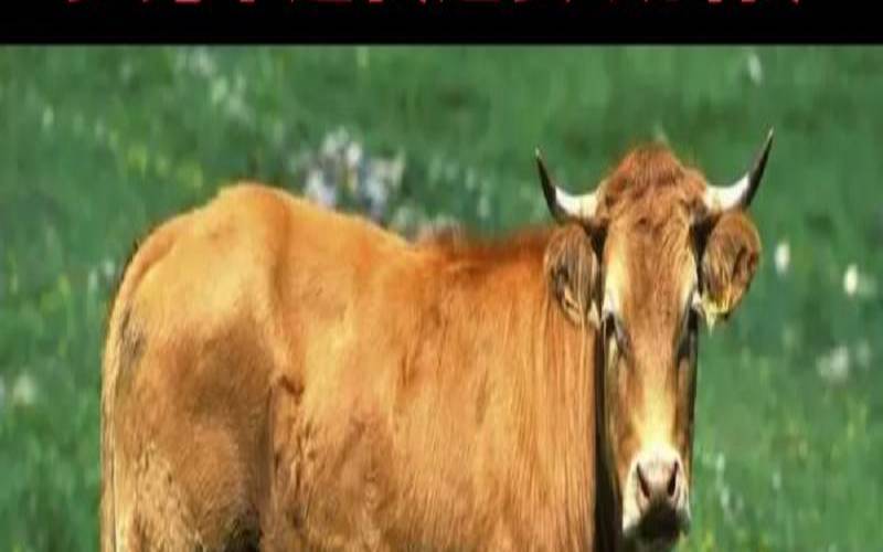 梦见被牛追赶到处躲避攻击（梦见黄牛追我我拼命逃）