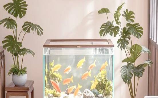 鱼缸里摆放什么（鱼缸上放什么招财）