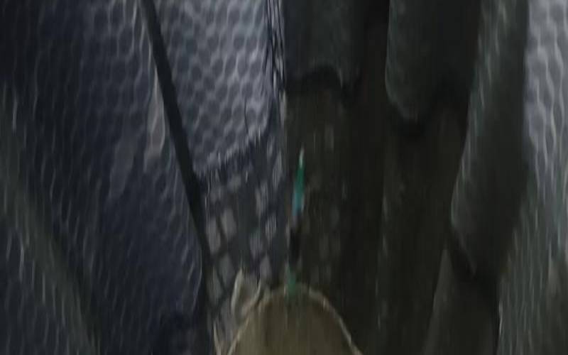 梦见甲鱼的吉凶（钓鱼钓到甲鱼是吉是凶）