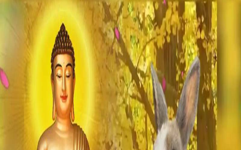 1975属兔的最佳车牌号字母（87年兔车牌号几最好）