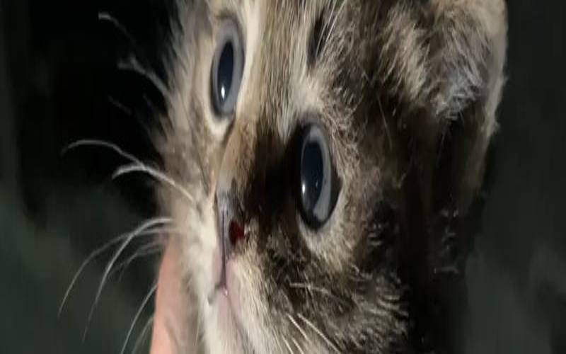 梦见3只小猫咪是什么意思（周公解梦梦到三只猫）