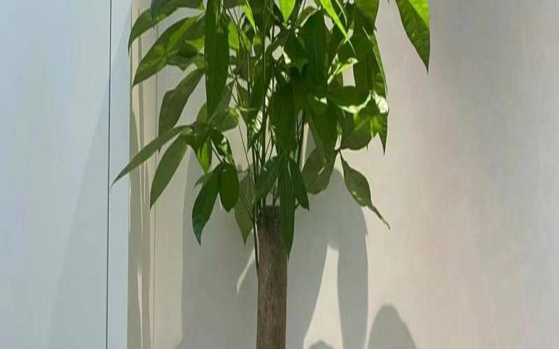 发财树放在客厅西北方位（发财树养殖方法与技巧）