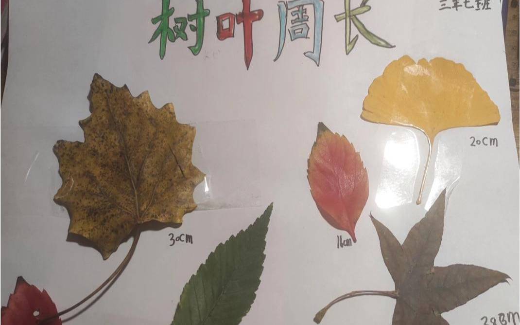 测生活中你有多粗枝大叶树（如何测量一片树叶的周长）