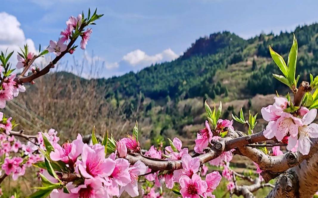 五月艳阳是什么（艳阳高照开过什么生肖）