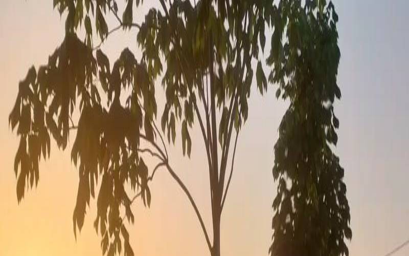 梦见一大片的麦子都黄了（女人梦见金黄麦穗的预兆）