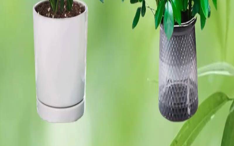 催旺事业运气的植物（绿植摆放风水）