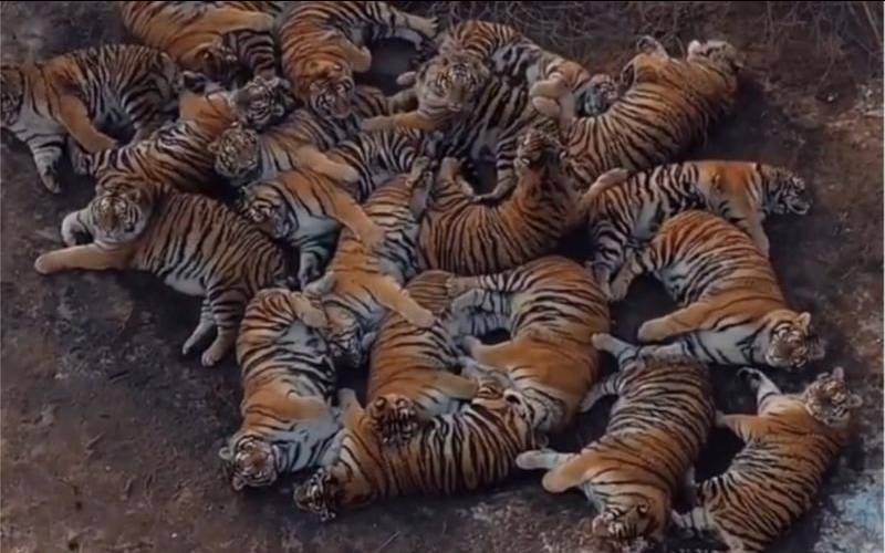 梦见周围一群老虎预兆什么（梦见一群小老虎是什么预兆）