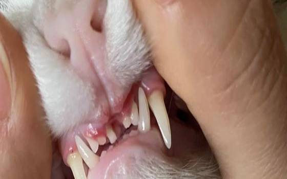 梦见拔猫的牙齿（梦到猫牙齿掉了）