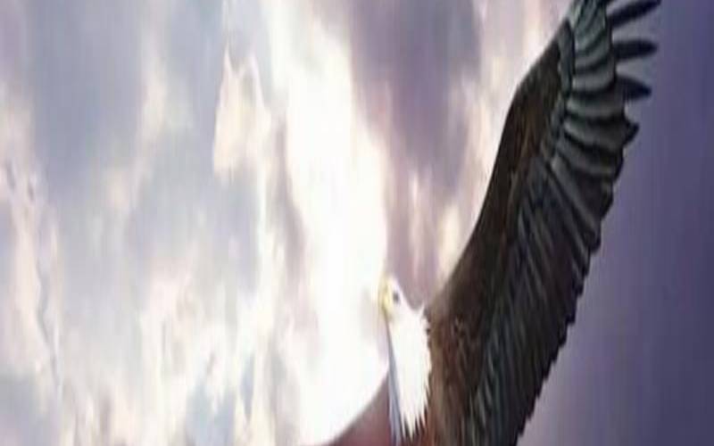 梦见苍鹰飞翔（梦见老鹰的10大吉兆）