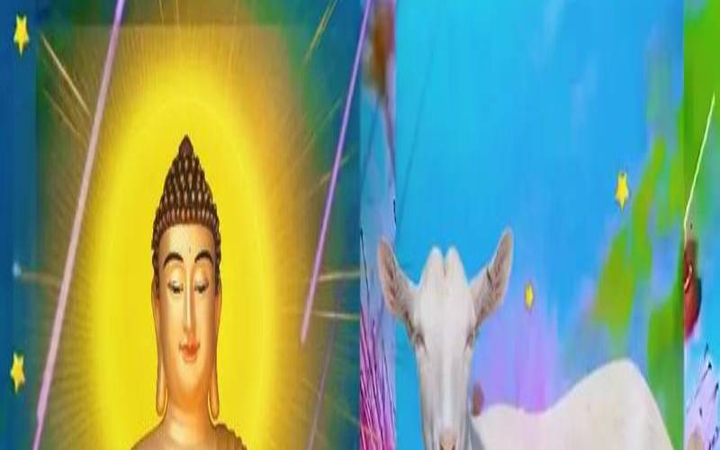 79年的羊手机尾号是什么好（手机尾号吉利号）