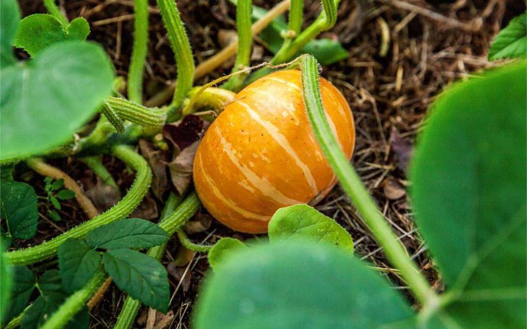 梦见南瓜是什么兆头（梦见南瓜藤上结南瓜）