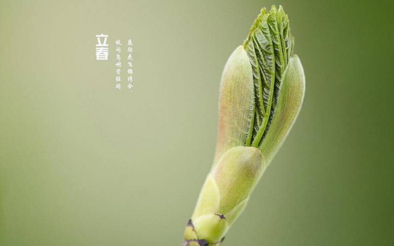 2021立春出生的女孩命好吗（2022年备孕最佳月份）