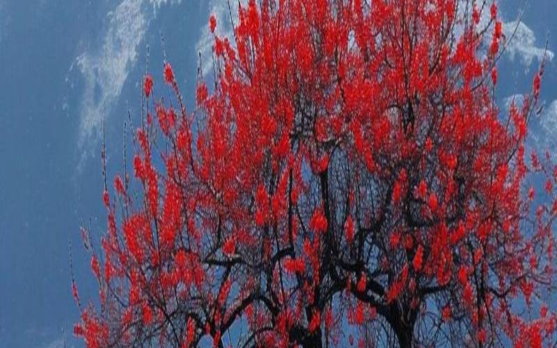 梦见白白的厚厚的雪（梦见一层厚厚的白雪）