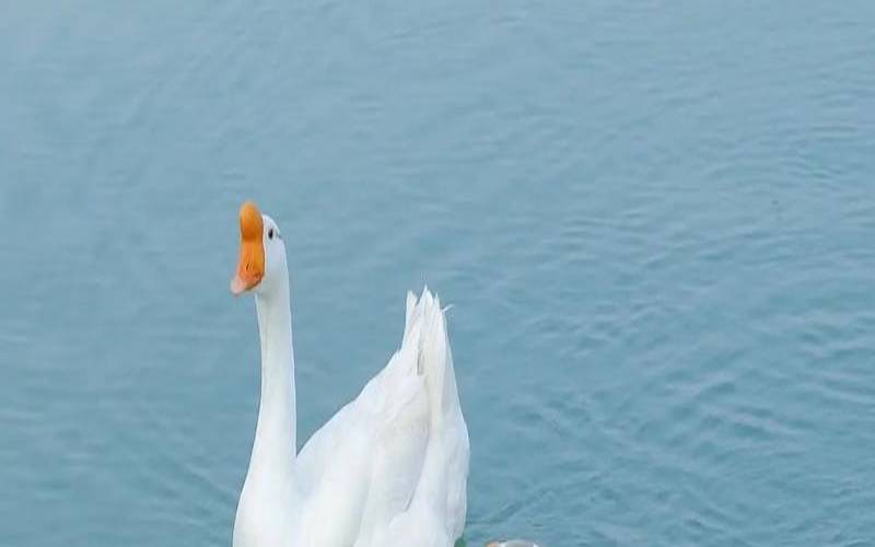 大大咧咧却细心的人性格（大大咧咧的动物有哪些）