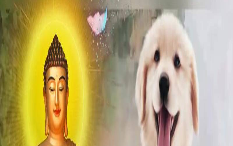 2月属狗的人命运如何（属狗带狗的生肖好吗）