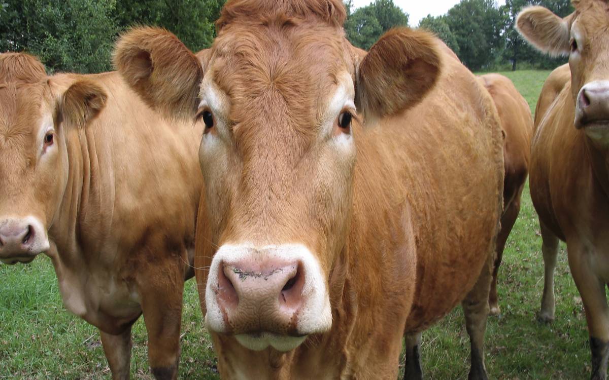 2027必暴富的四大生肖（2028年最旺的四大生肖）