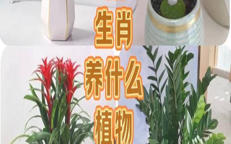 属猪男养什么花最旺财运（属猪的男人适合什么花）