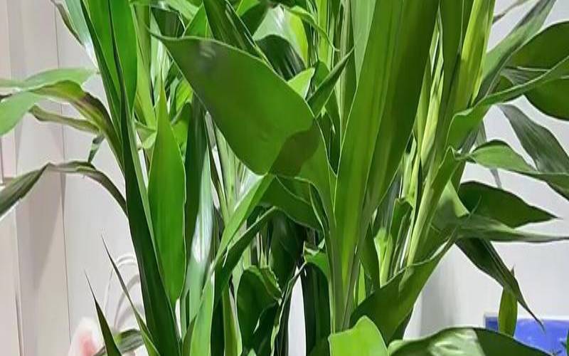 2021年属兔的开运植物（1975年属兔今年运程）