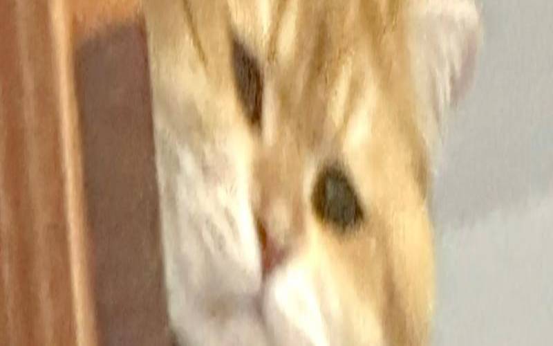 测试你是傻子吗（测试你哪方面异于常人）