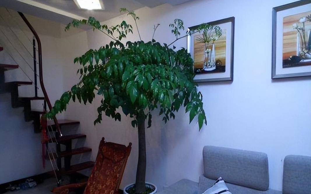 十大客厅风水植物旺财（客厅摆什么绿植好看又好养）