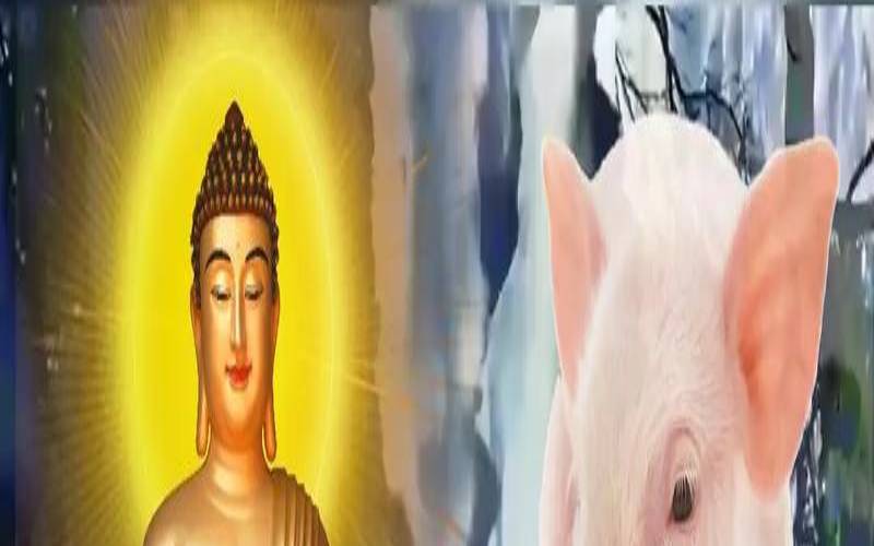 1971年属猪用什么手机号好（手机号怎么选才吉利）