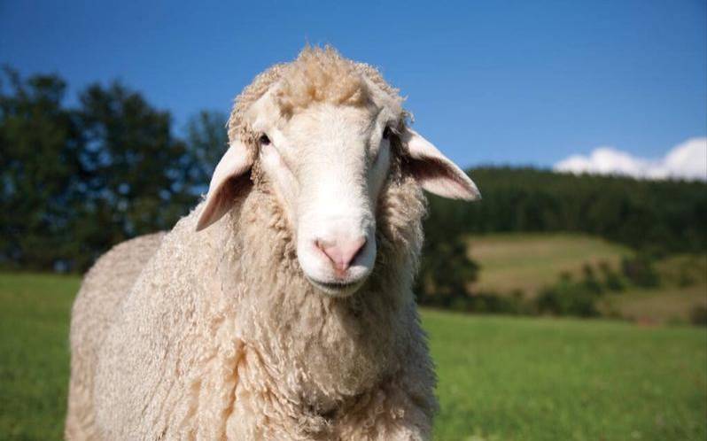 做梦梦见白色的小羊（已婚女人梦见白色羊）