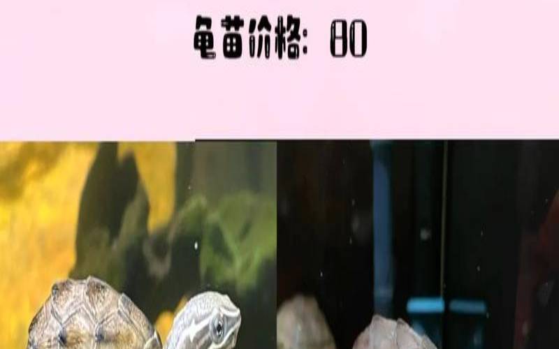 在家里养乌龟有什么好处（家里养乌龟好吗）