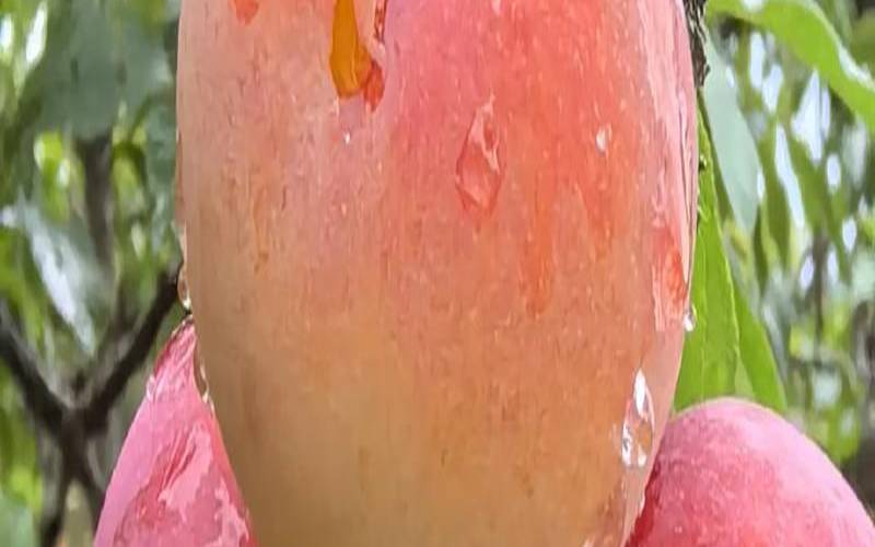 女人梦见自己摘李子吃（女人梦见自己摘李子吃很甜）