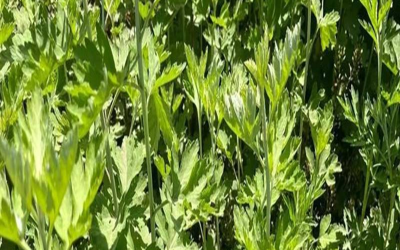 梦见艾蒿（梦见艾蒿茬很多）