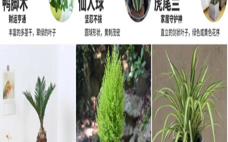 办公室植物风水摆放位置（办公桌上摆什么绿植比较好）