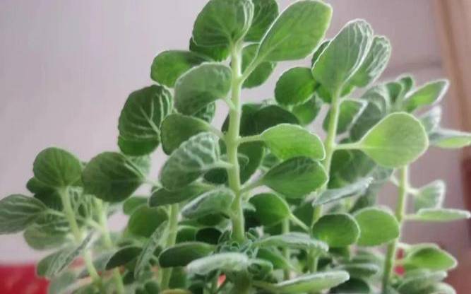 属猪的幸运花和幸运植物（属猪的幸运花是什么）