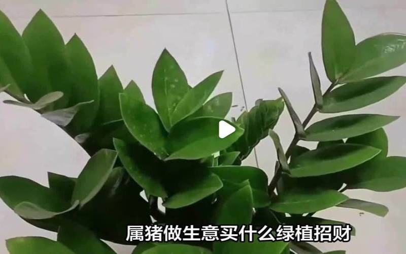属猪的店里放什么植物增加财运（属猪店铺里放什么东西）