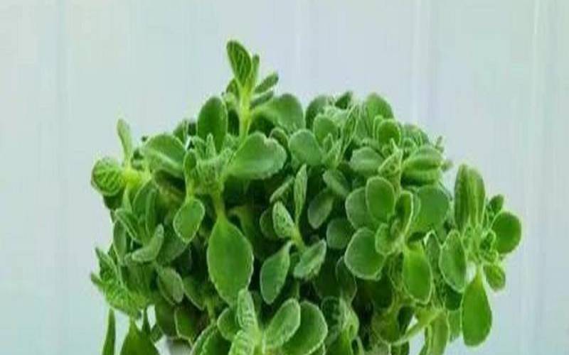 属猪养什么花招财并聚财（属猪养啥花旺财又旺运）