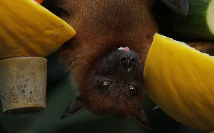 睡觉梦见蝙蝠咬自己（梦到蝙蝠咬我有什么寓意）